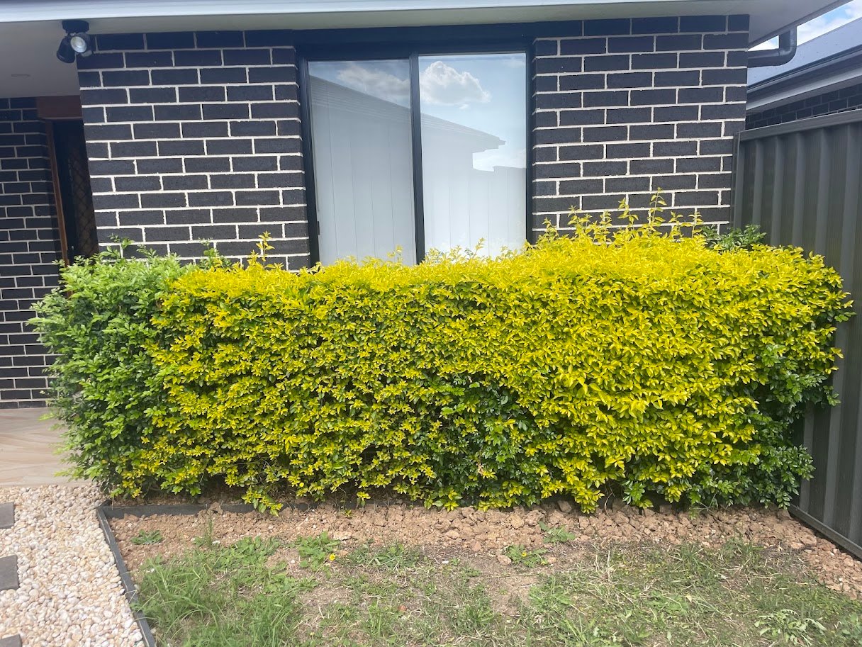 Front Yard Landscape Redesign