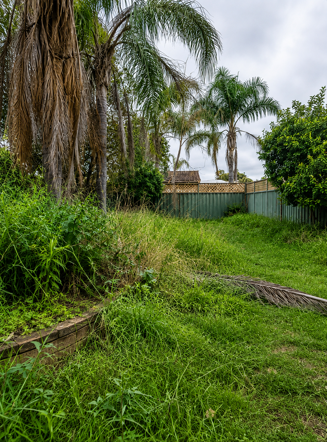 Overgrown Yard Transformation Before